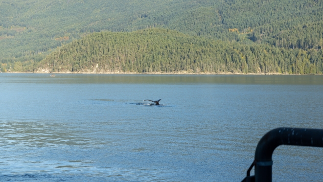 Biologists were on site to ensure that the humpback whales and other marine mammals were not below the lines prior to removal.  Biologists were on site to ensure that the humpback whales and other marine mammals were not below the lines prior to removal.