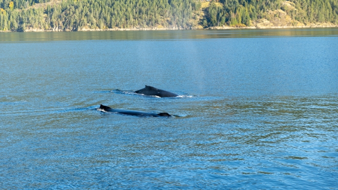Humpback whales visited our crews daily.  Humpback whales visited our crews daily.