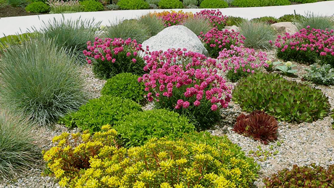 A gravel garden with stonecrops and thrift in bloom