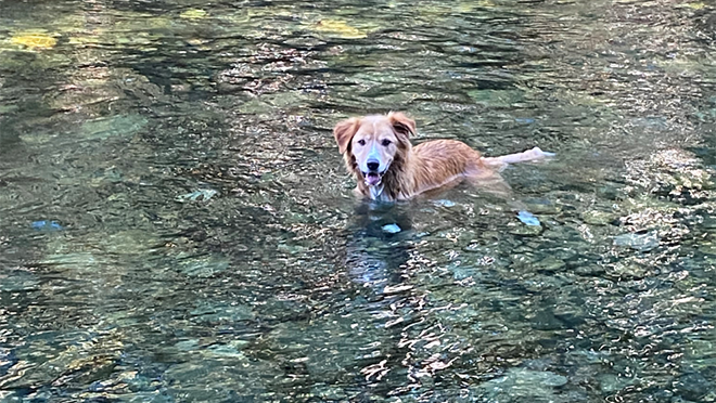 Dog swimming at Little Qualicum Falls