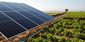 Solar panels in a field