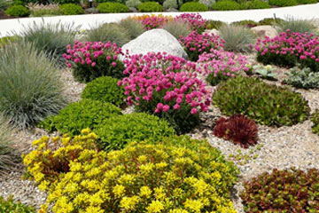 A gravel garden with stonecrops and thrift in bloom